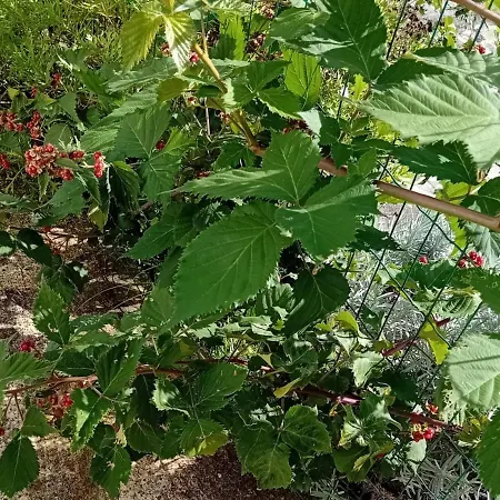 Casa de Férias Complexo Vulcânico *