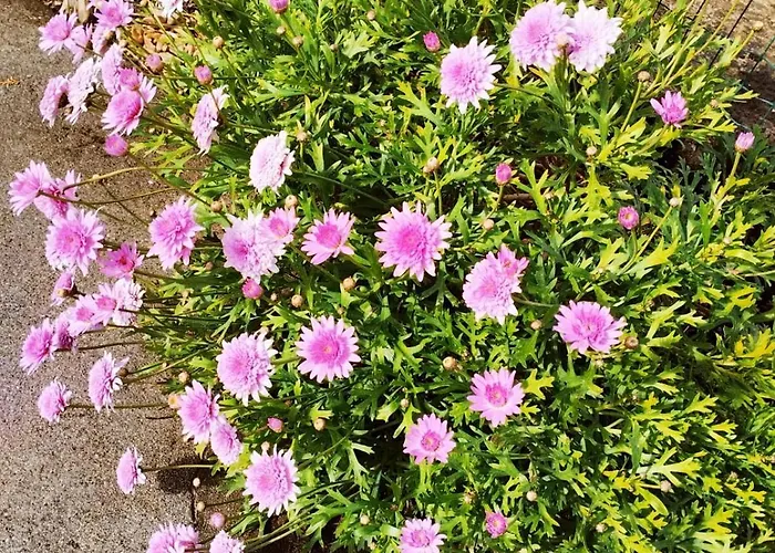 Hébergement de vacances Complexo Vulcânico Praia do Almoxarife