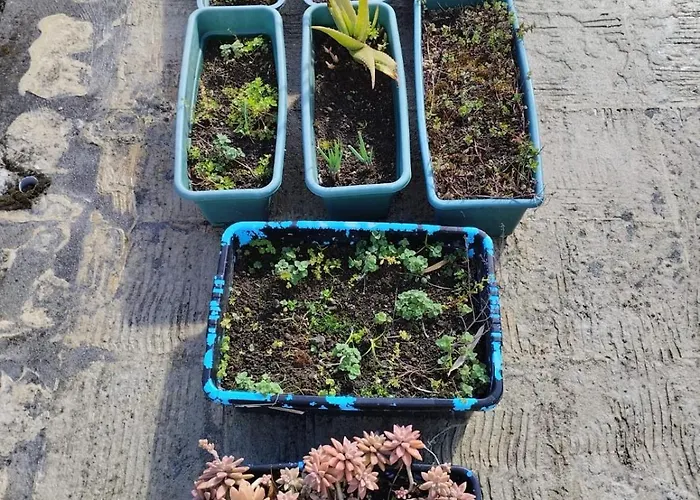 Complexo Vulcânico Hébergement de vacances Praia do Almoxarife