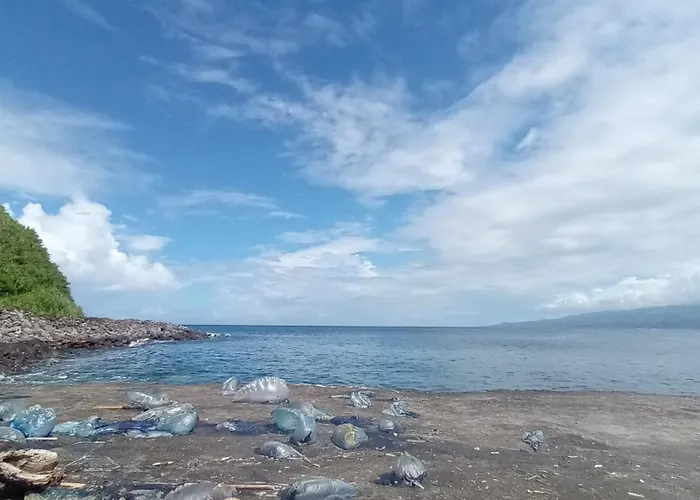 Complexo Vulcânico *