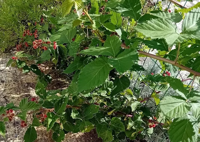 Hébergement de vacances Complexo Vulcânico *